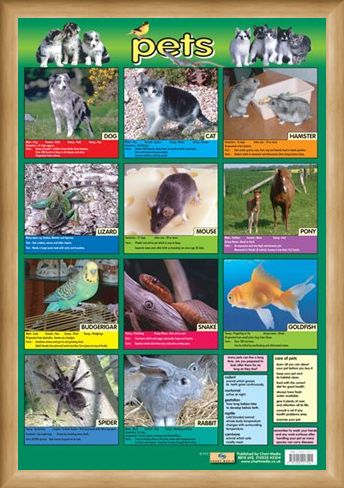 Framed Framed Pets - Not Just For Christmas!