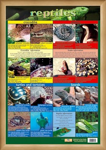 Framed Framed Reptiles - Snake, Rattle and Roll