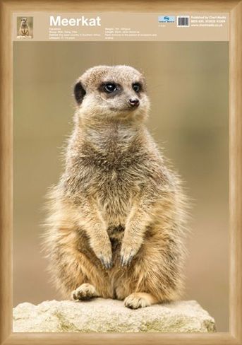 Framed Framed Animal World - The Meerkat