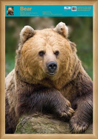 Framed Framed Nature's Big Teddy Bear - Bear