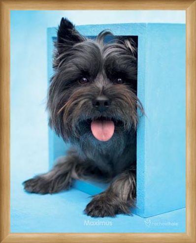 Framed Framed Maximus the Puppy - By Rachael Hale
