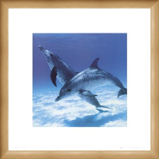 Framed Framed A Pair Of Bottle Nose Dolphins - Daniel McCulloch