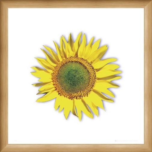 Framed Framed Sunflower - Solitary Bloom