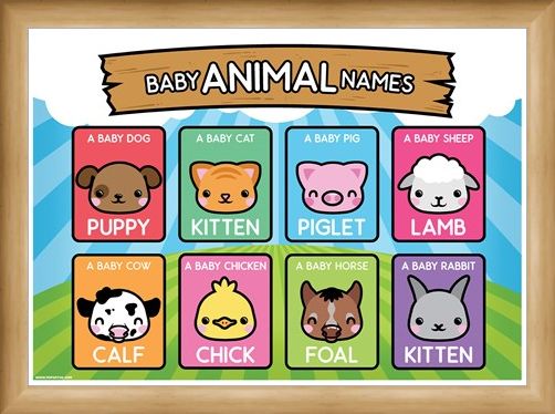 Framed Framed Baby Animal Names - Learning Is Fun