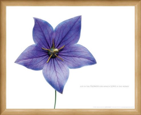 Framed Framed Life is the Flower - Love