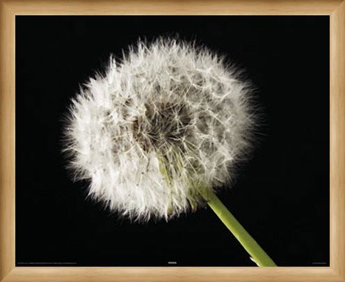 Framed Framed Dandelion - Macro Photography