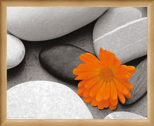 Framed Framed Marigold and Pebbles - Bright Flower amongst Stones