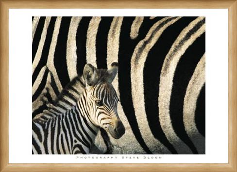 Framed Framed Zebra Stripes & Foal - Steve Bloom