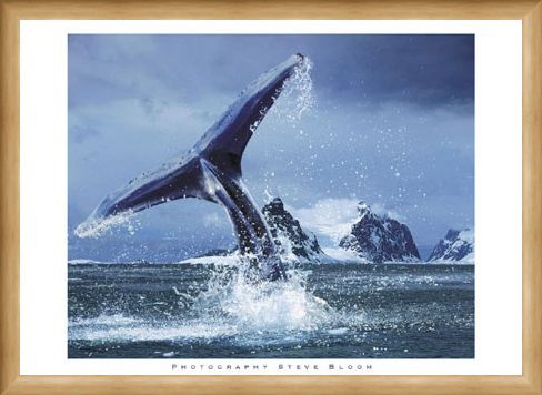 Framed Framed Antarctica - Steve Bloom