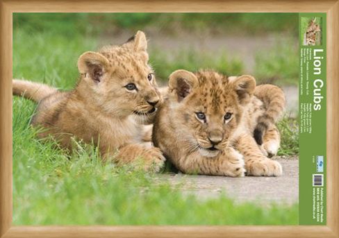 Framed Framed Lion Cubs - Fun Facts