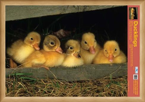 Framed Framed Fluffy Friends - All About Ducklings