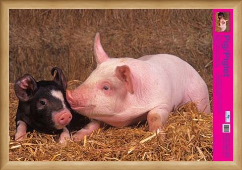Framed Framed Curly Tailed Cutie - Piglets