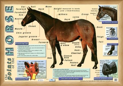 Framed Framed Points of the Horse - Equine Care