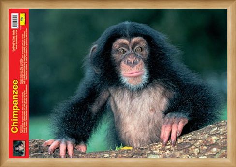 Framed Framed Animal World - Chimpanzee