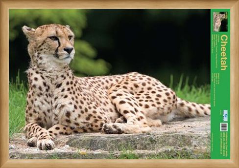 Framed Framed The Cheetah - Wild Facts