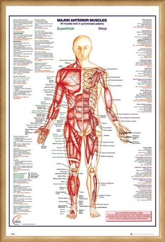 Framed Framed Major Anterior Muscles - Human Body