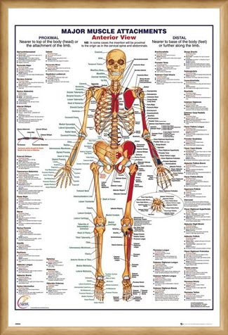 Framed Framed Major Muscle Attachments Anterior - Human Body