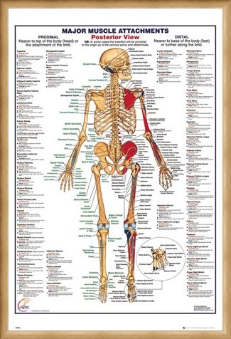 Framed Framed Major Muscle Attachments Posterior - Human Body