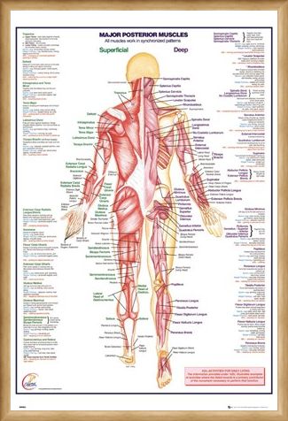 Framed Framed Major Posterior Muscles - Human Body