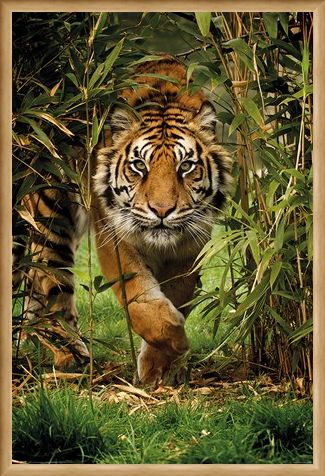 Framed Framed King Of The Jungle - Bamboo Tiger