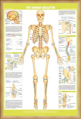 Framed Framed Skeleton - Chartex Anatomy