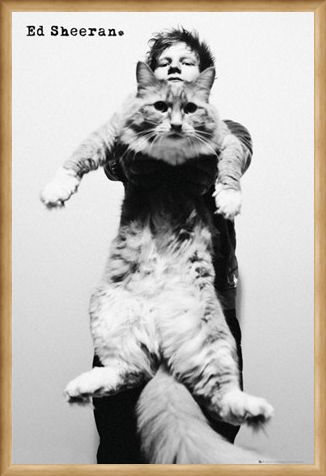 Framed Framed Fat Cat - Ed Sheeran