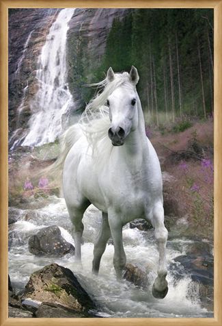 Framed Framed Horse in a Waterfall - Bob Langrish