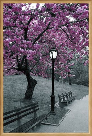 Framed Framed Blossom in Central Park - Cherry tree in blossom