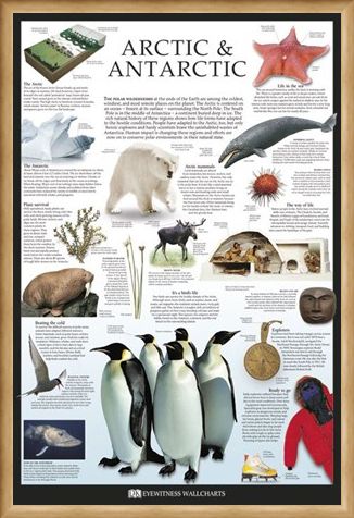 Framed Framed The Arctic & Antarctic - Dorling Kindersley