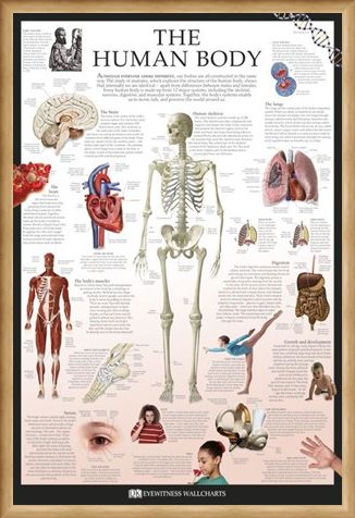 Framed Framed The Human Body - Dorling Kindersley