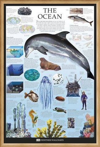 Framed Framed The Ocean - Dorling Kindersley
