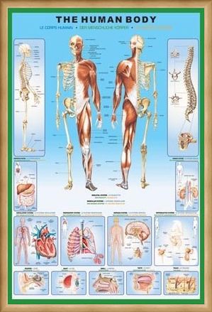 Framed Framed The Human Body and it's Organs - Human Biology