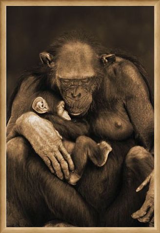 Framed Framed Motherhood - Chimpanzee with Child