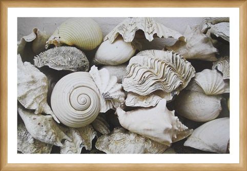 Framed Framed Still Life with Shells - Rene and Barbara Stoeltie