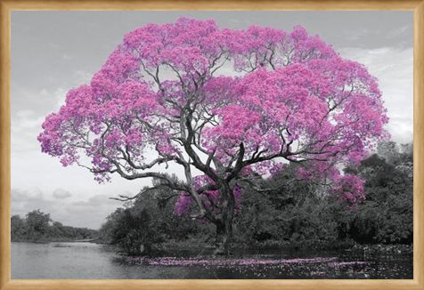 Framed Framed Tree In Bloom - Natural Pink