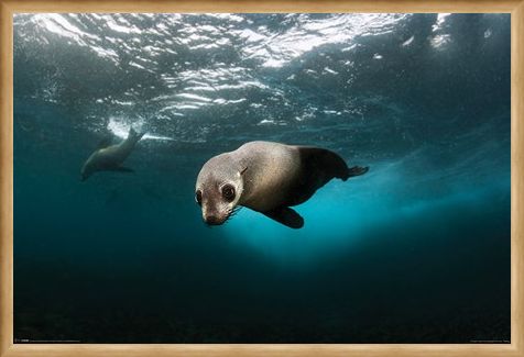 Framed Framed Diving The Depths - Australian Fur Seal