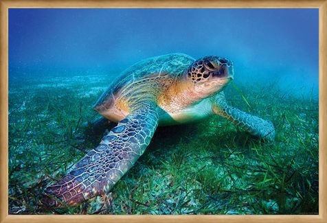 Framed Framed Loggerhead Sea Turtle - Animal