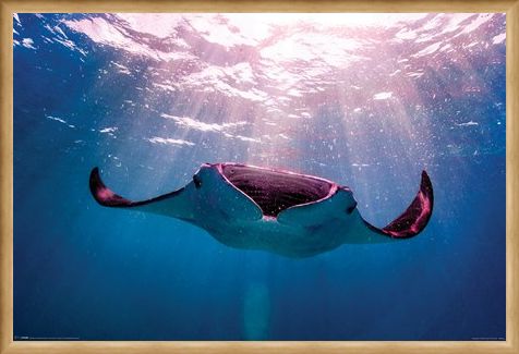 Framed Framed Manta Ray - Animal Photography