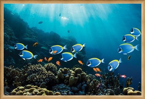 Framed Framed Tropical Waters - Surgeonfish & Goldies