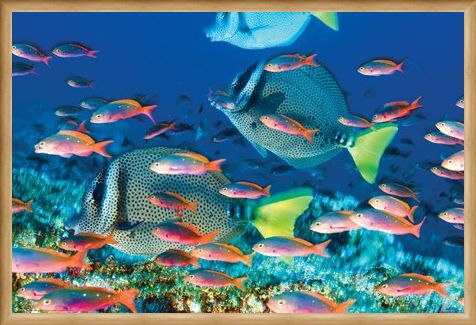Framed Framed Yellow-Tailed Surgeonfish - Sealife