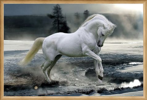 Framed Framed Horse Snow - Bob Langrish