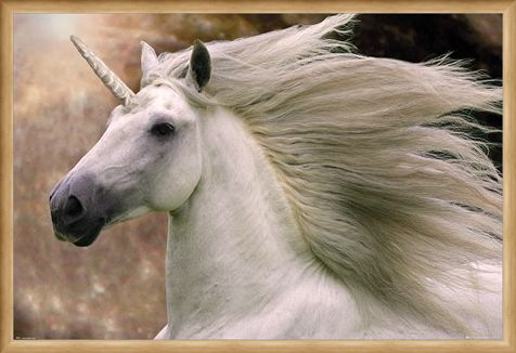 Framed Framed Unicorn - Bob Langrish
