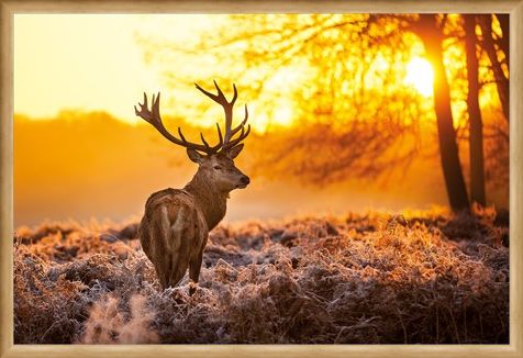 Framed Framed Golden Stag - Wildlife Wonders of The Sunrise