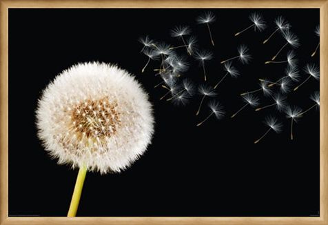 Framed Framed Dandelion Dream - Fly Away