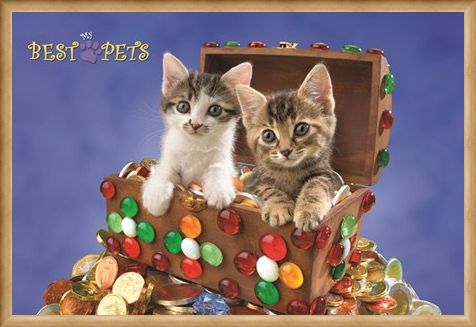 Framed Framed Kitten Treasure - My Best Pets