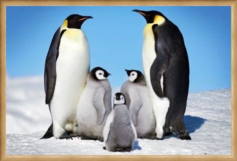 Framed Framed Penguin Harmony - Penguin Family