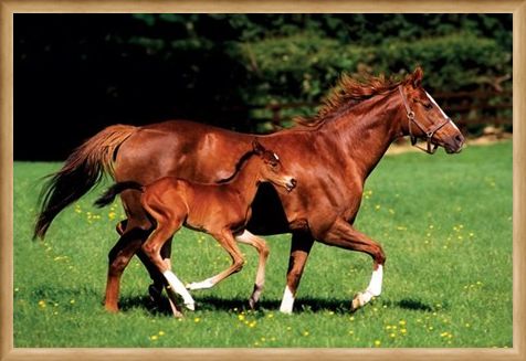 Framed Framed Chestnut Mare and Foal - The Beauty of Horses