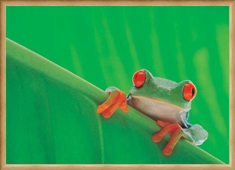 Framed Framed Red Eyed Frog - Nature
