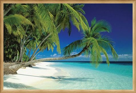 Framed Framed Maldives Beach and Sea - Palm Trees on a Tropical Island Paradise