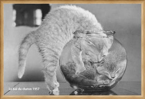Framed Framed Bowl of Cats - Le Bol Du Chaton
